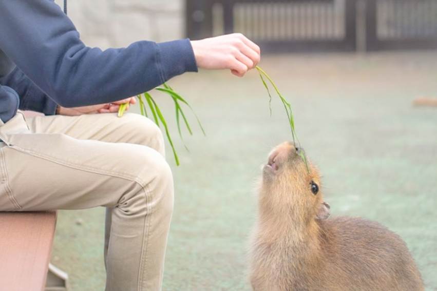 動物に餌やりを行う