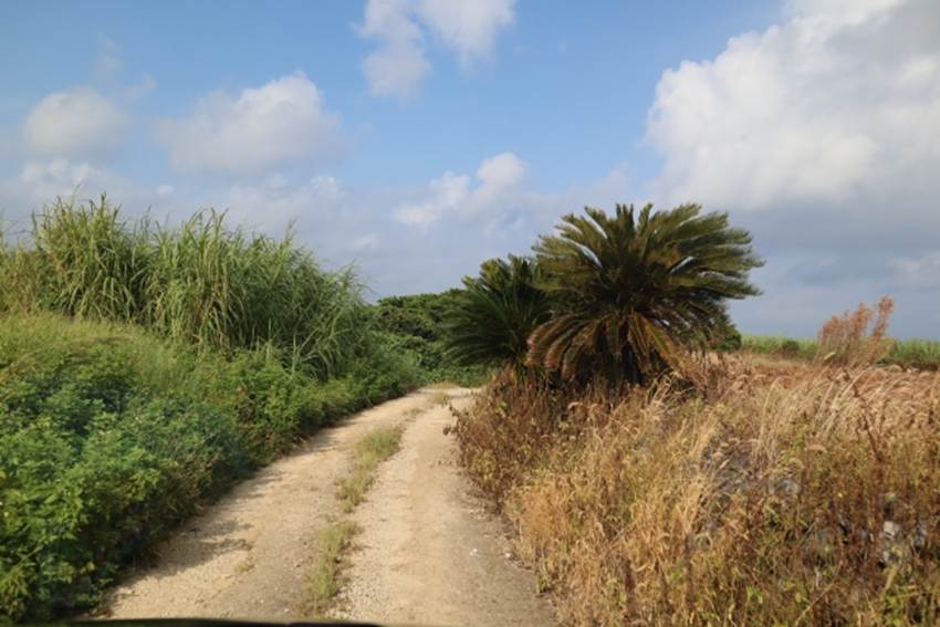離島の畑道