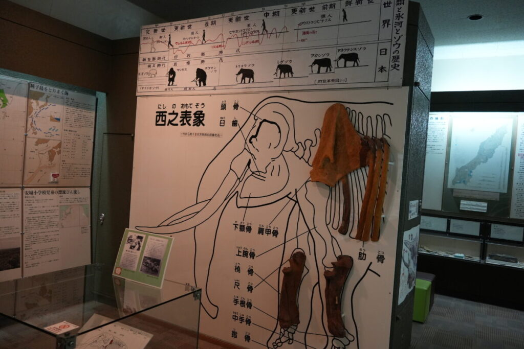 種子島で発掘された象の化石の展示(鉄砲館の内部展示)